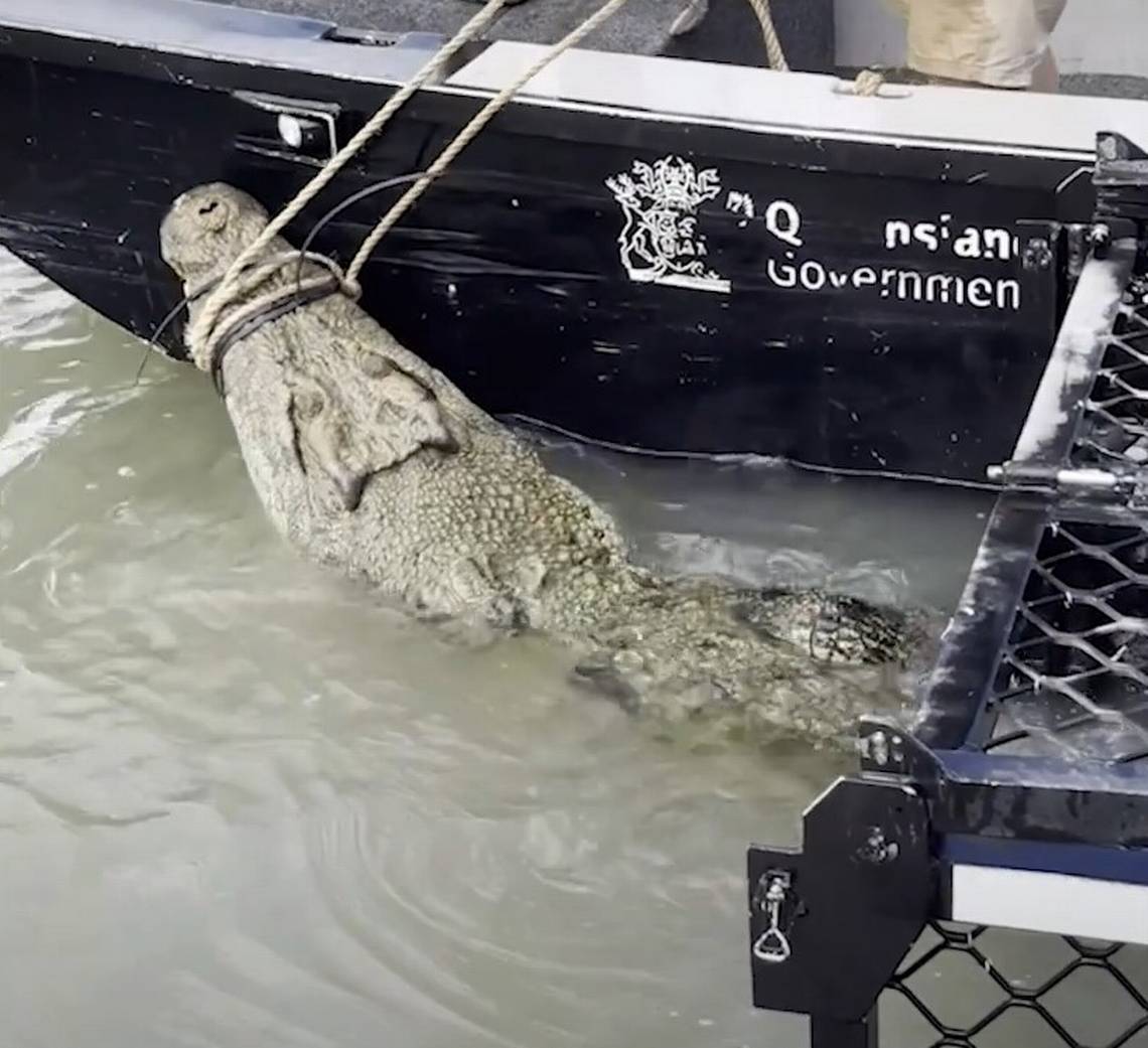 13-foot-long crocodile ‘lunged’ at resident and evaded capture — until now. See it 13-foot-long crocodile ‘lunged’ at resident and evaded capture — until now. See it