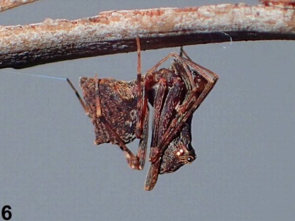 ‘Bizarre’ creature — that hunts like an ‘assassin’ — discovered as new species. See it