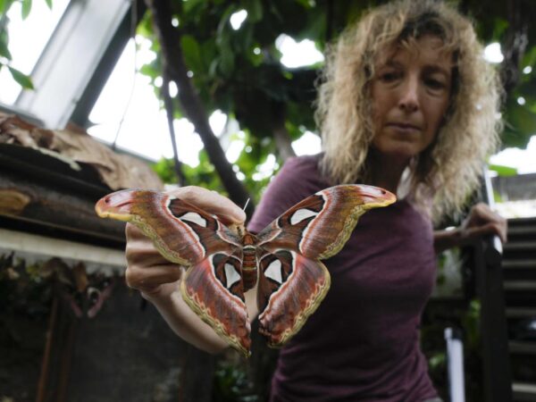 Italian museum recreates Tanzanian butterfly forest to raise awareness on biodiversity research