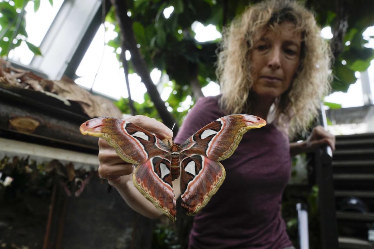 Italian museum recreates Tanzanian butterfly forest to raise awareness on biodiversity research Italian museum recreates Tanzanian butterfly forest to raise awareness on biodiversity research