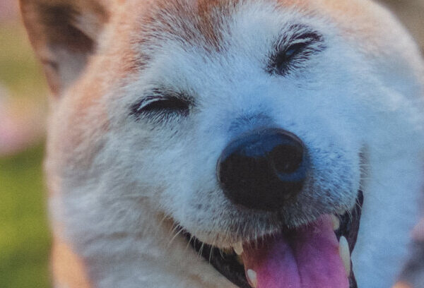 Kabosu, Shiba Inu Dog Who Helped Define the Doge Meme, Dies at 18