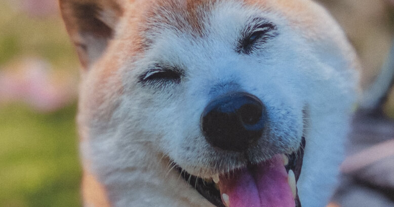 Kabosu, Shiba Inu Dog Who Helped Define the Doge Meme, Dies at 18