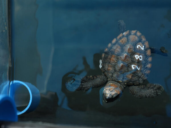 Over 500 baby sea turtles washed ashore in a big storm off South Africa. Here’s the rescue effort