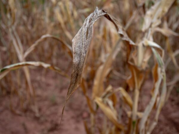 Southern Africa Seeks .5 Billion to Cope With El Nino Impact