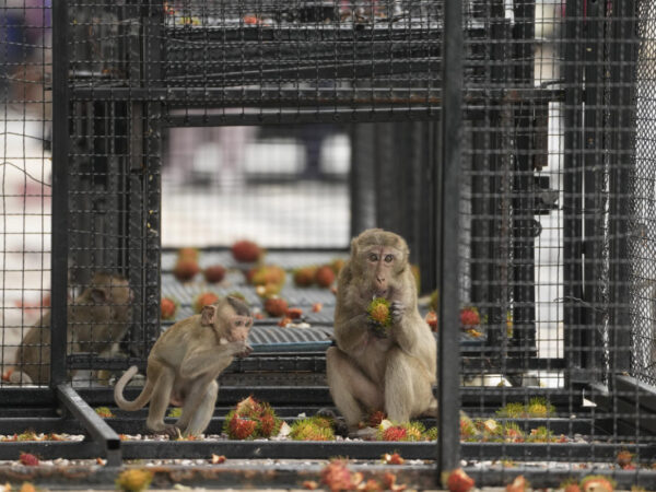 Thai town maddened by marauding monkeys launches plan to lock them up and send them away