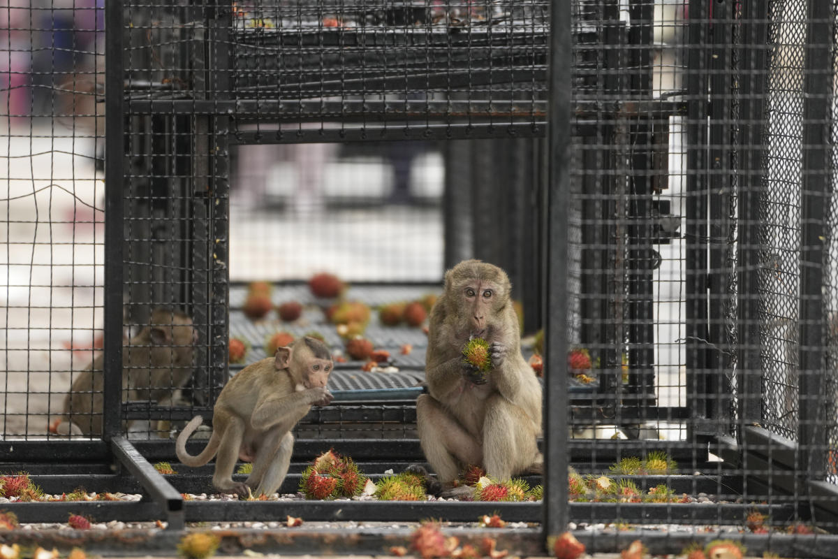 Thai town maddened by marauding monkeys launches plan to lock them up and send them away Thai town maddened by marauding monkeys launches plan to lock them up and send them away