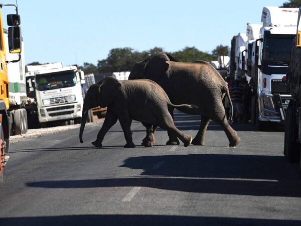 A Tourist From New Mexico Is Killed by an Elephant in Zambia