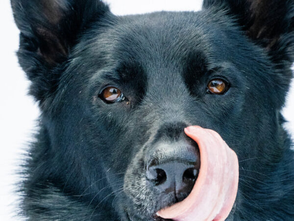 How Science Went to the Dogs (and Cats)