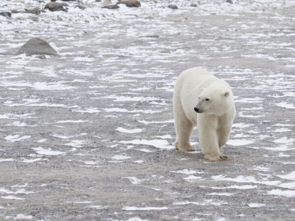 If Paris Agreement Goals Are Missed, These Polar Bears Could Go Extinct