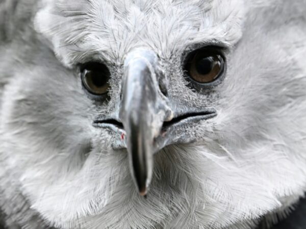 In Colombia, a long, perilous romance to save the harpy eagle