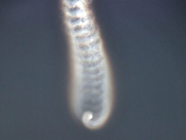 North Korea Says It Tested Multi-Warhead Missile Technology