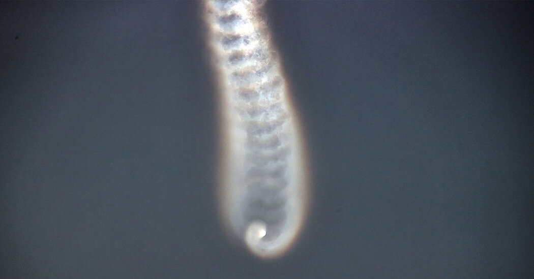 North Korea Says It Tested Multi-Warhead Missile Technology