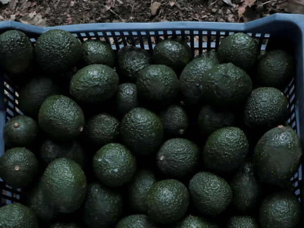 U.S.D.A. Avocado Inspectors Will Start Returning to Mexican Packing Plants