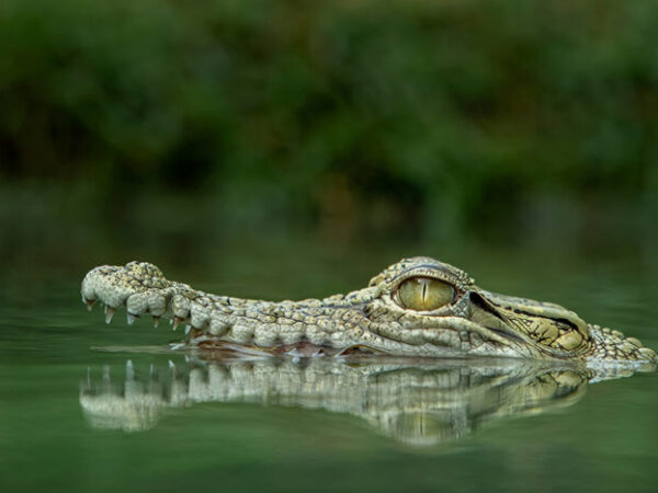 Australia Doesn’t Have a Croc Problem, Despite Latest Attack