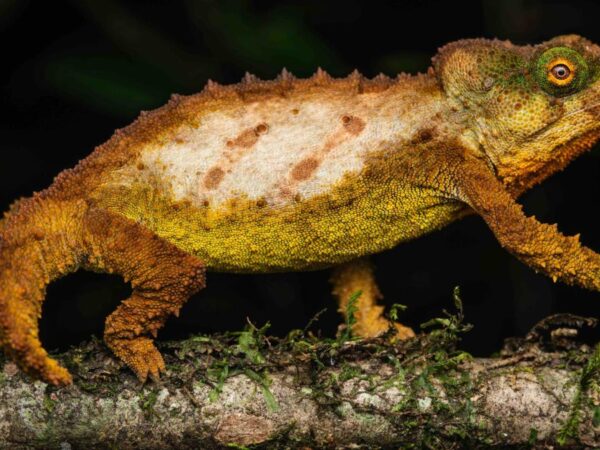 Secret ‘sky island’ rainforest saved by new discoveries