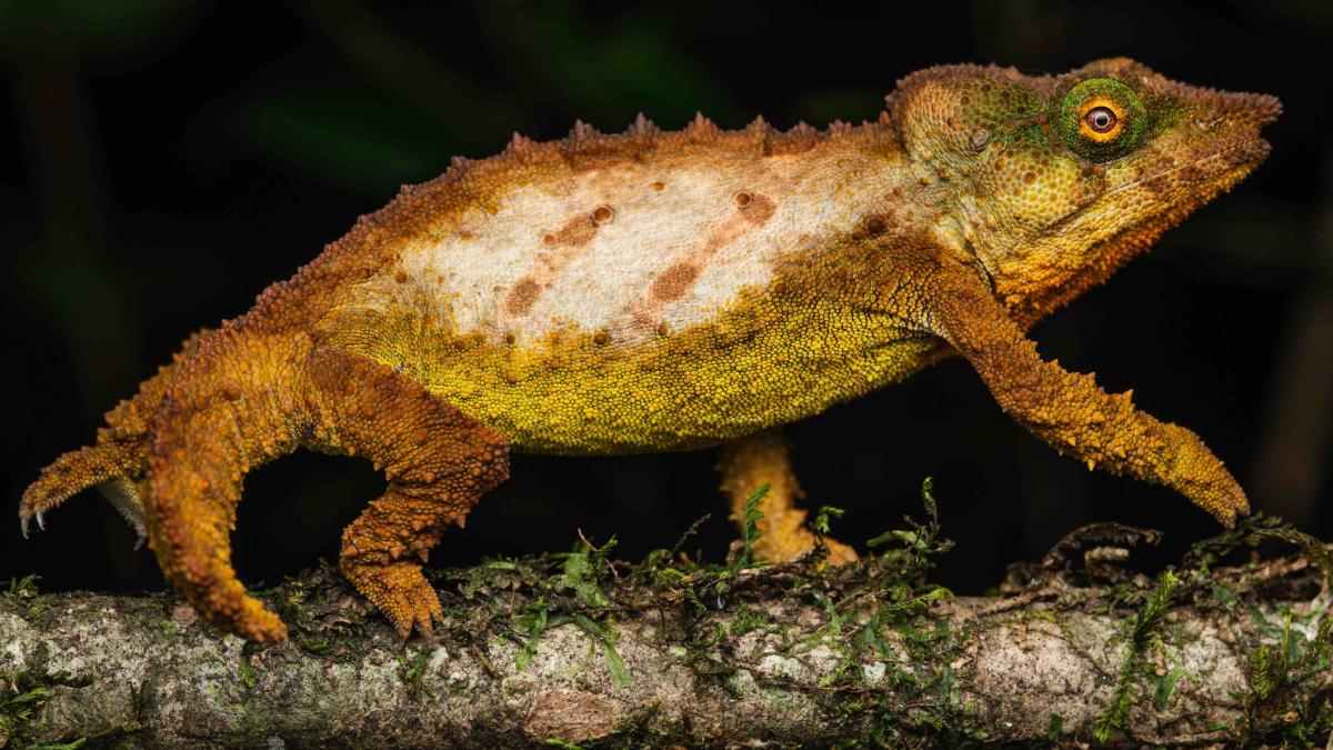 Secret ‘sky island’ rainforest saved by new discoveries