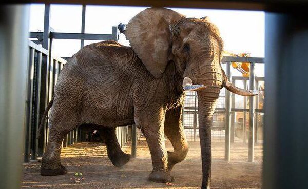 Last elephant at South African zoo freed after 40 years