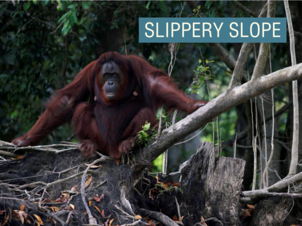 Malaysia begins controversial ‘orangutan diplomacy’ program