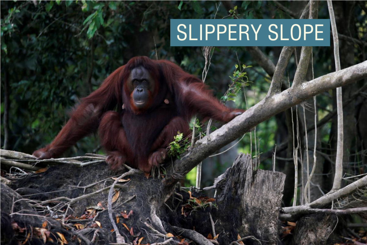 Malaysia begins controversial ‘orangutan diplomacy’ program