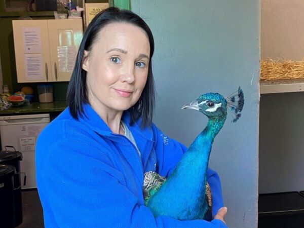 The peacocks that have been given the freedom of a city The peacocks that have been given the freedom of a city