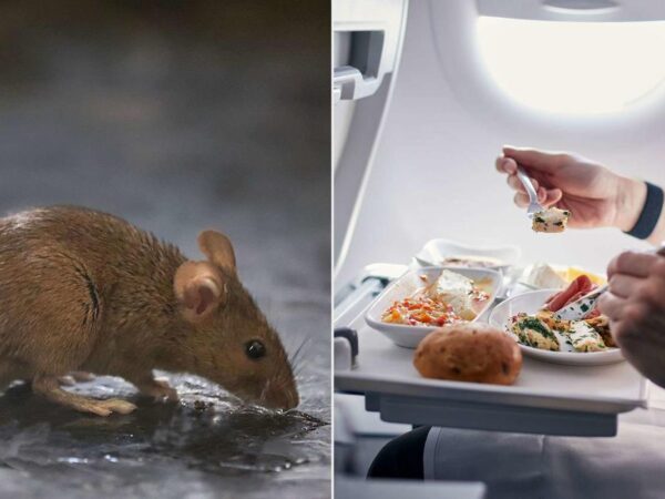 A Live Mouse ‘Jumped’ Out of a Passenger’s Airplane Meal, Causing the Flight to be Diverted