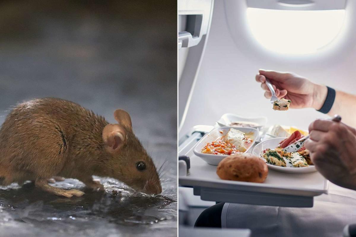 A Live Mouse ‘Jumped’ Out of a Passenger’s Airplane Meal, Causing the Flight to be Diverted