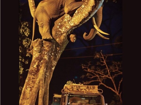 AI-generated images of stranded elephants circulate in Myanmar after Typhoon Yagi