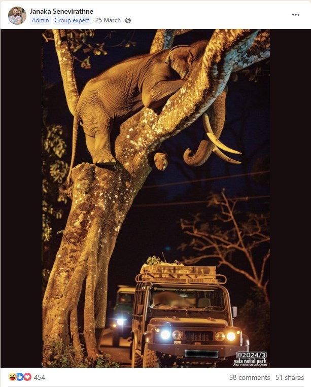 AI-generated images of stranded elephants circulate in Myanmar after Typhoon Yagi