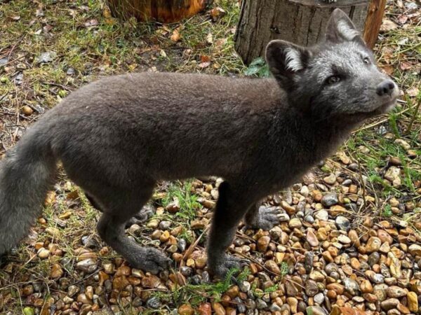 Arctic fox cubs born at Kent wildlife park