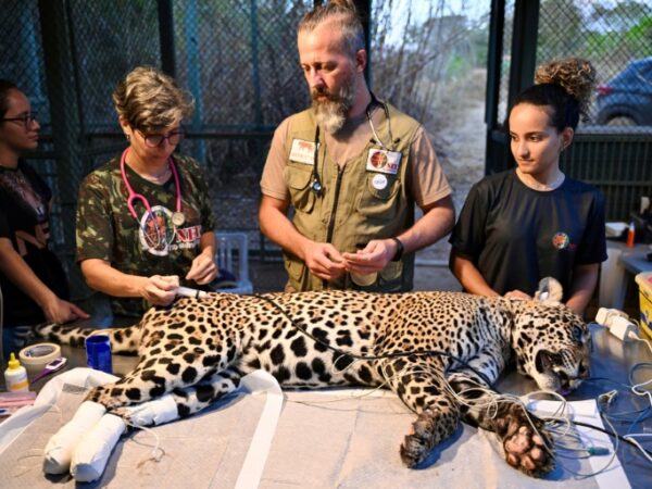 Brazil vets heal burns of jaguar burned in Pantanal fire