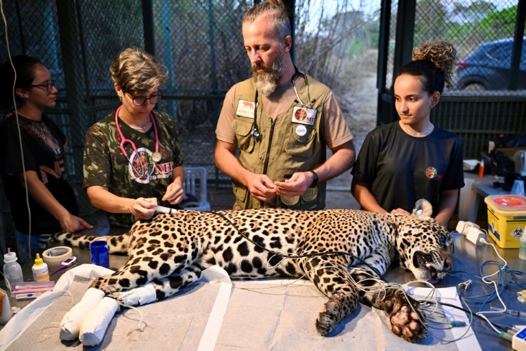 Brazil vets heal burns of jaguar burned in Pantanal fire