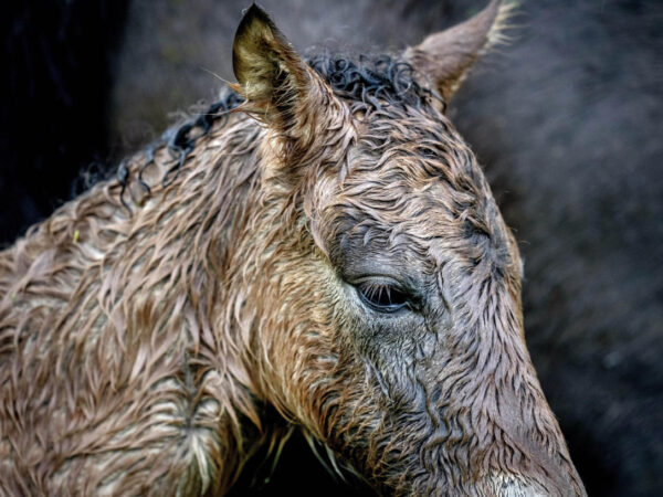 Germany springs to life in vivid scenes of nature