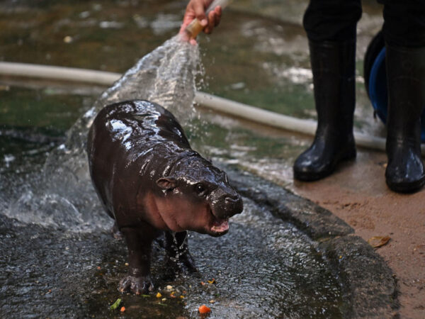 Meet Moo Deng, the baby pygmy hippo who has gone viral