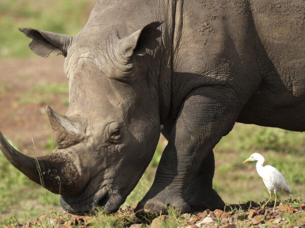 The number of rhinos is slightly up but poaching has increased too