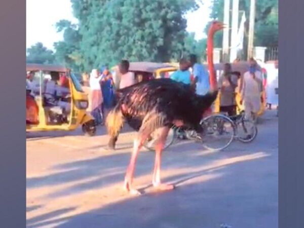 Zoo animals escape as flood hits Nigerian state