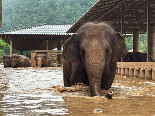 About 100 rescued elephants escape flash floods at popular sanctuary in northern Thailand