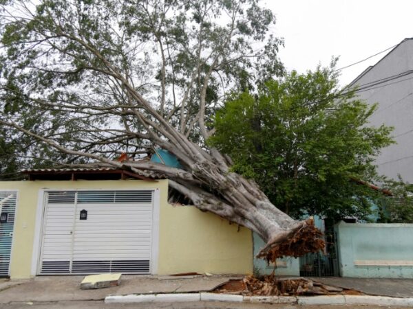 Eight dead as heavy rain thrashes Brazil after long drought