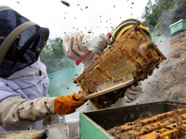 How climate funds helped Peru’s women beekeepers stay afloat