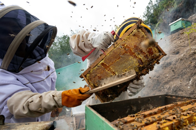 How climate funds helped Peru’s women beekeepers stay afloat How climate funds helped Peru’s women beekeepers stay afloat