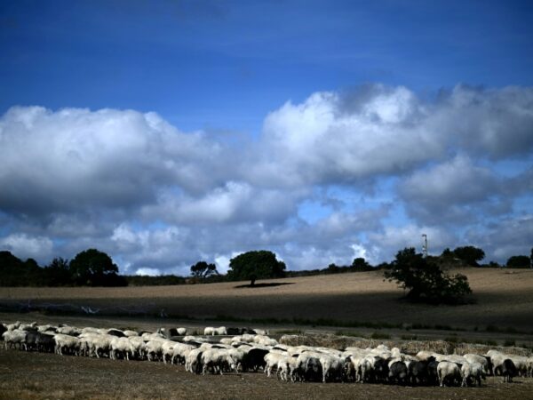 Sardinia’s sheep farmers battle bluetongue as climate warms