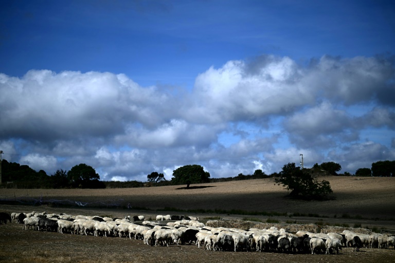 Sardinia’s sheep farmers battle bluetongue as climate warms