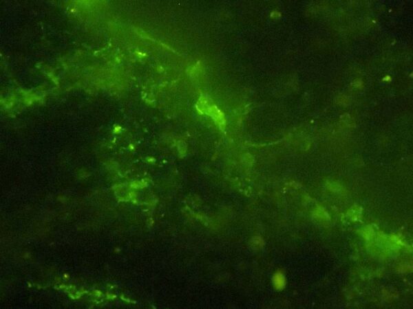 Scientists Cracked Open a 2-Billion-Year-Old Stone and Discovered Something Entirely Unexpected