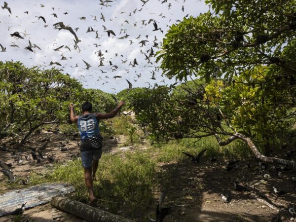 Slight progress in global biodiversity protection efforts but some species decline, new reports find