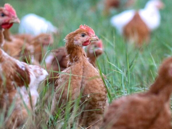 UK signs new poultry export deal with South Africa as bird flu ban ends