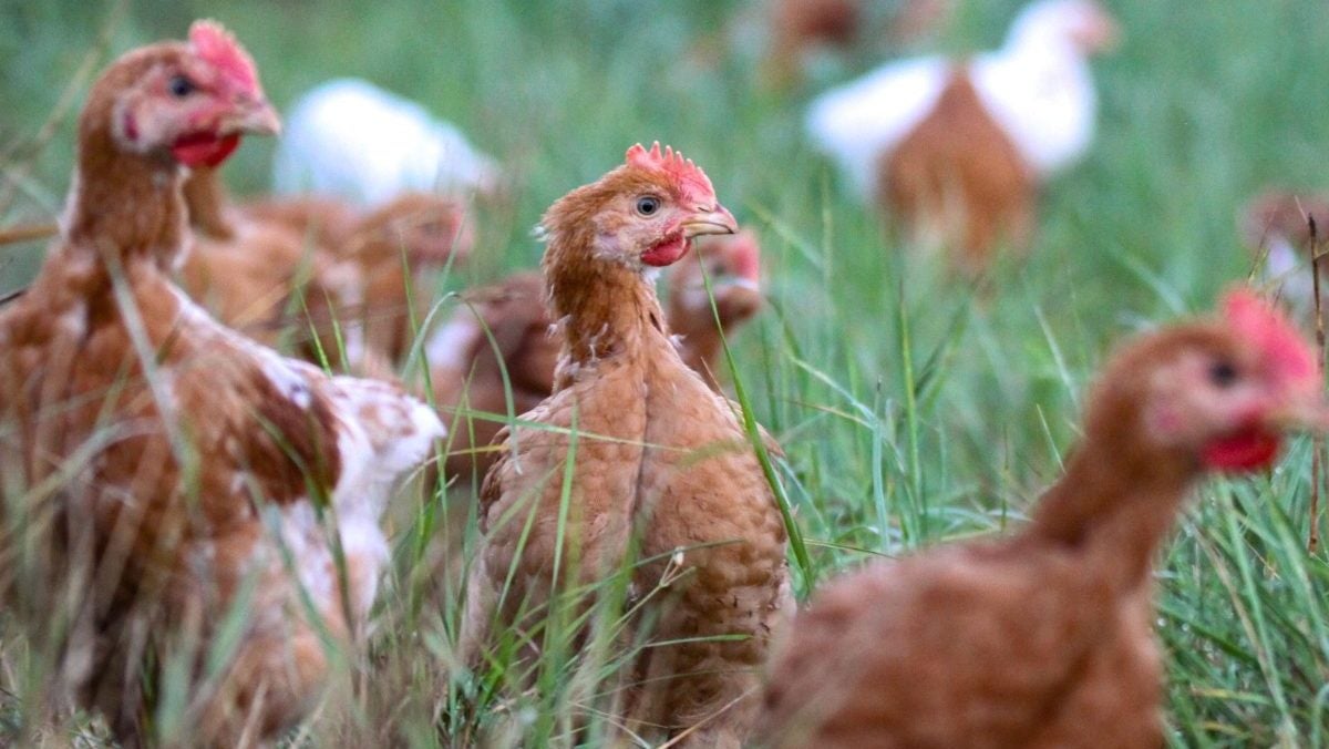 UK signs new poultry export deal with South Africa as bird flu ban ends UK signs new poultry export deal with South Africa as bird flu ban ends