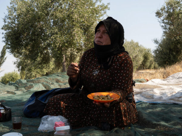 Bombs go off all around, but in Lebanon’s ancient olive groves, work must go on