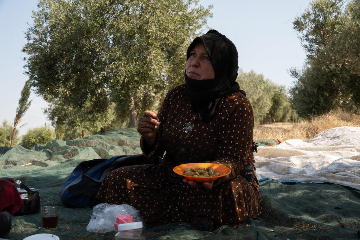 Bombs go off all around, but in Lebanon’s ancient olive groves, work must go on Bombs go off all around, but in Lebanon’s ancient olive groves, work must go on