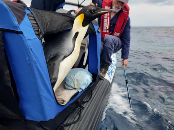 Emperor penguin found in Australia is released back into the wild