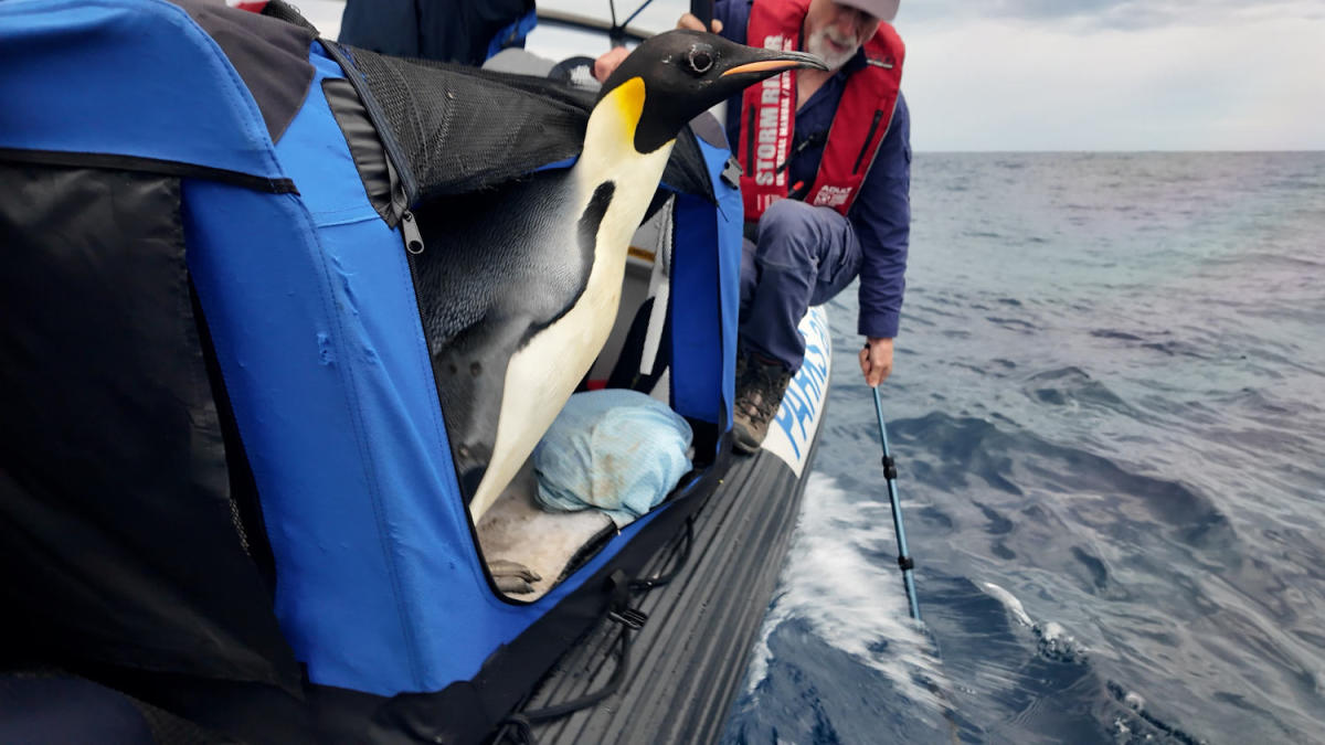 Emperor penguin found in Australia is released back into the wild Emperor penguin found in Australia is released back into the wild