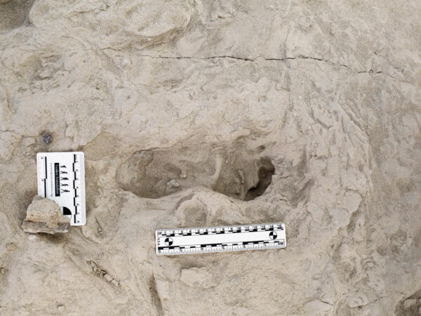 Footprints show two species of ancient human relatives shared the same ground at the same time